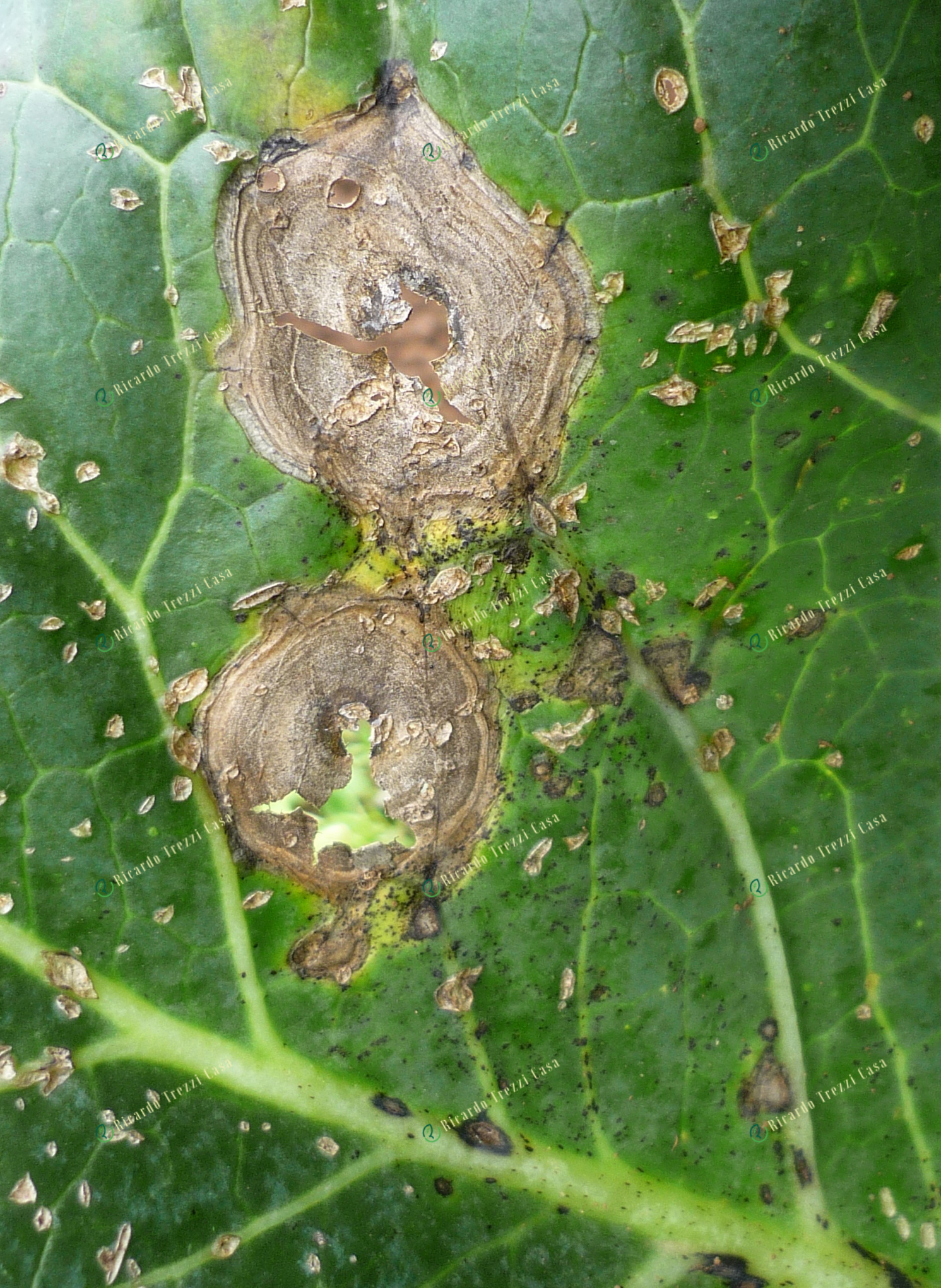 Mancha de alternaria