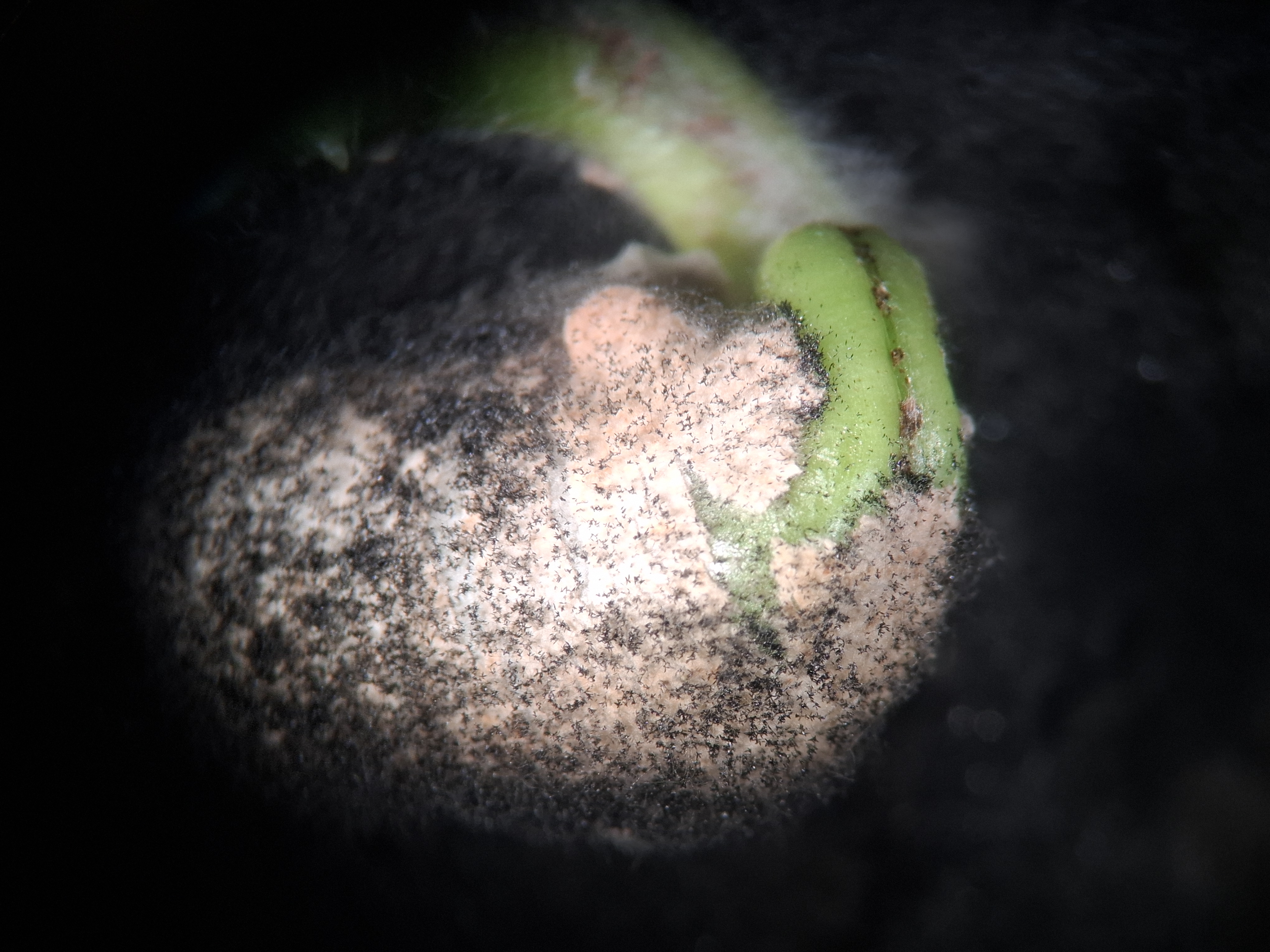 Bipolaris sorokiniana