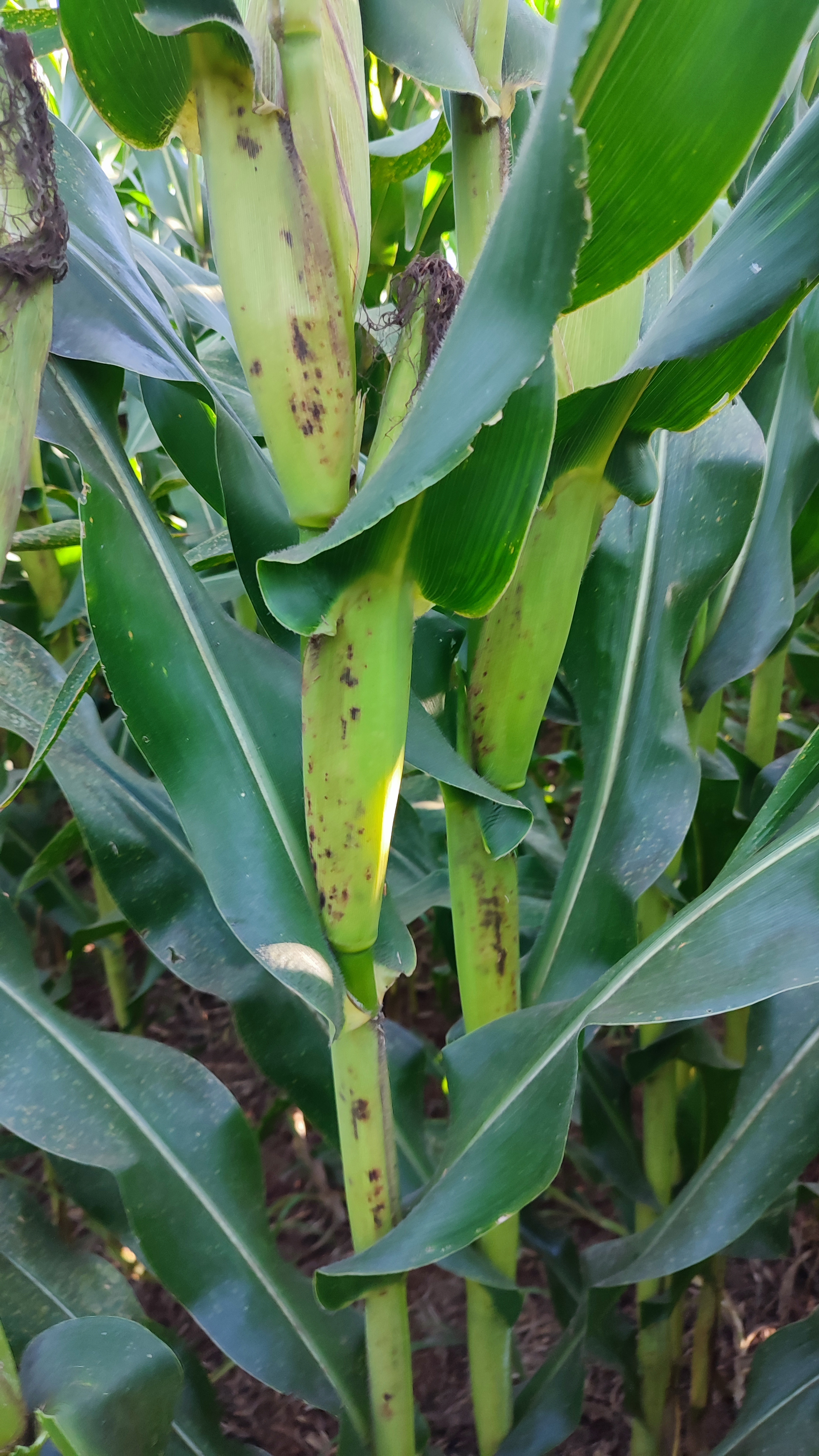 Mancha de fisoderma