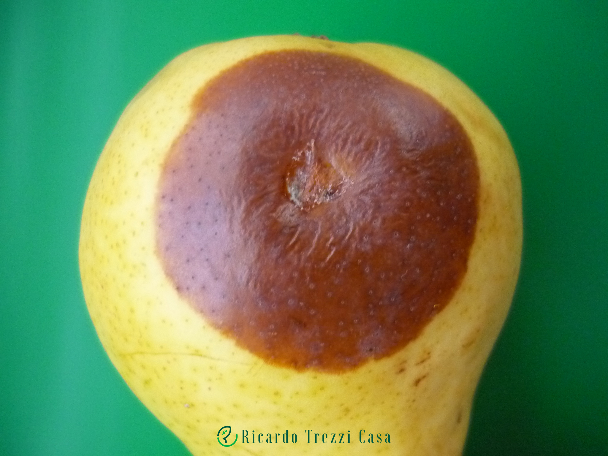 Podridão de rhizopus